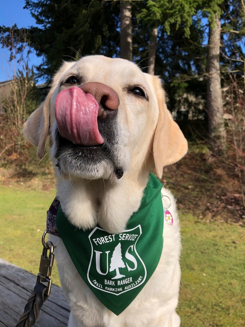 Forest Ranger dog bandana image 3