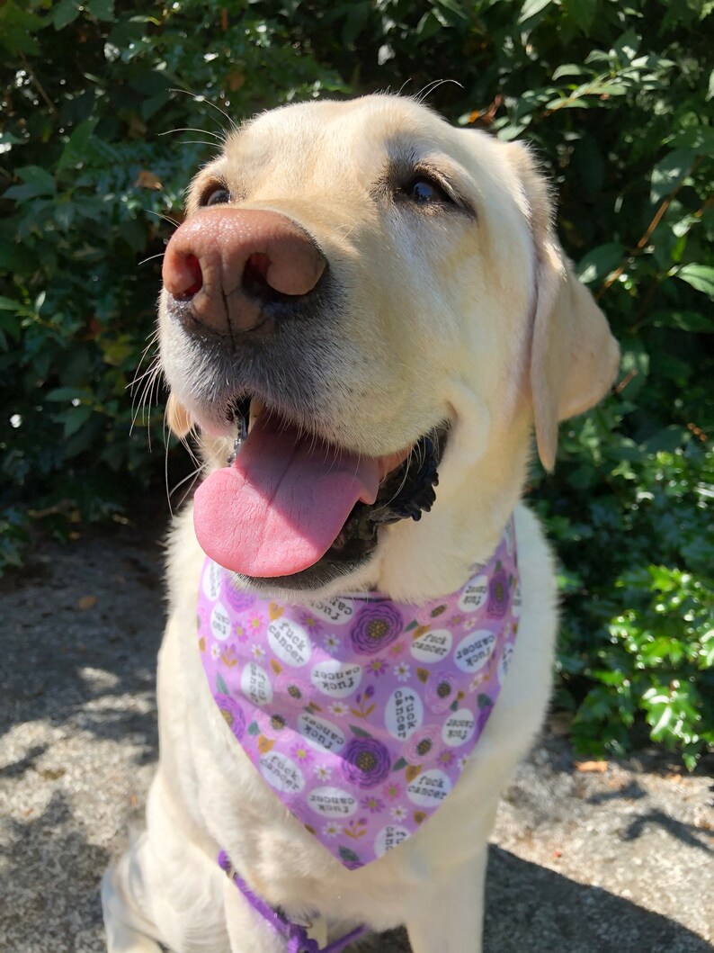 Cancer dog bandana image 2