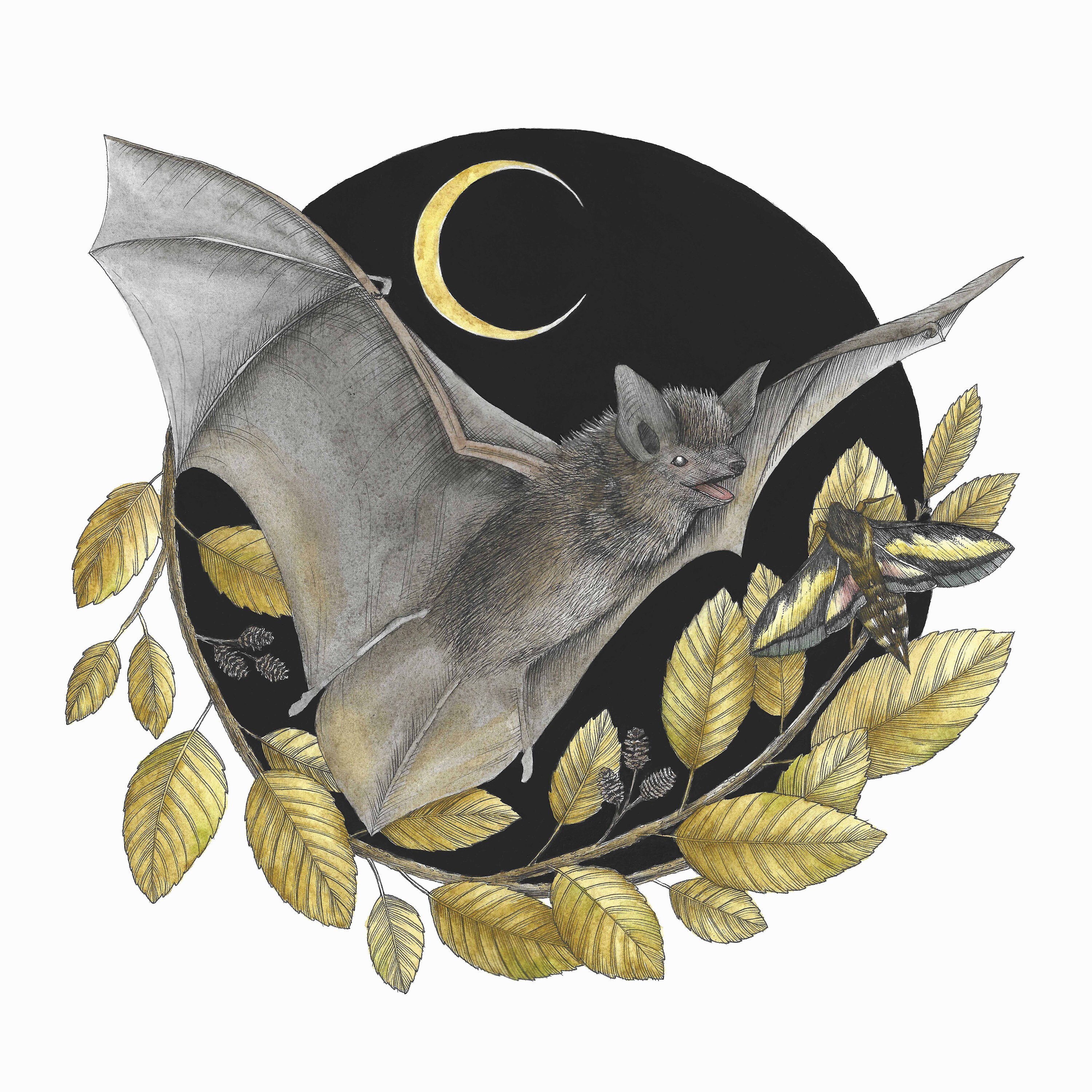 Watercolor Art Little Brown Bat Chasing Hawkmoth, Vintage Illustration ...