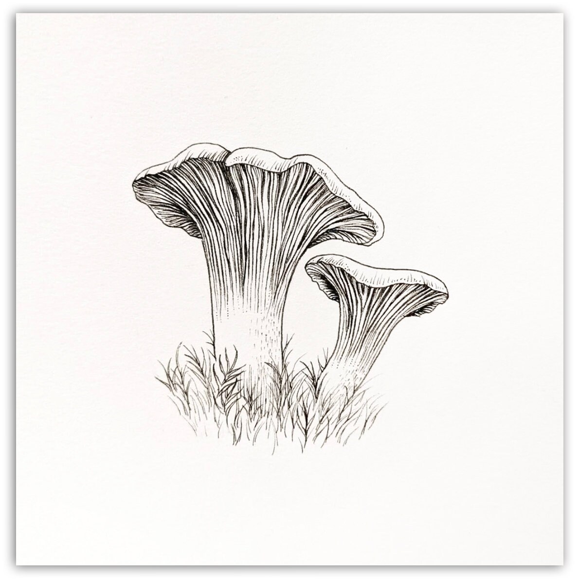 Drawing & Illustration Art & Collectibles Pen & Ink Chanterelle