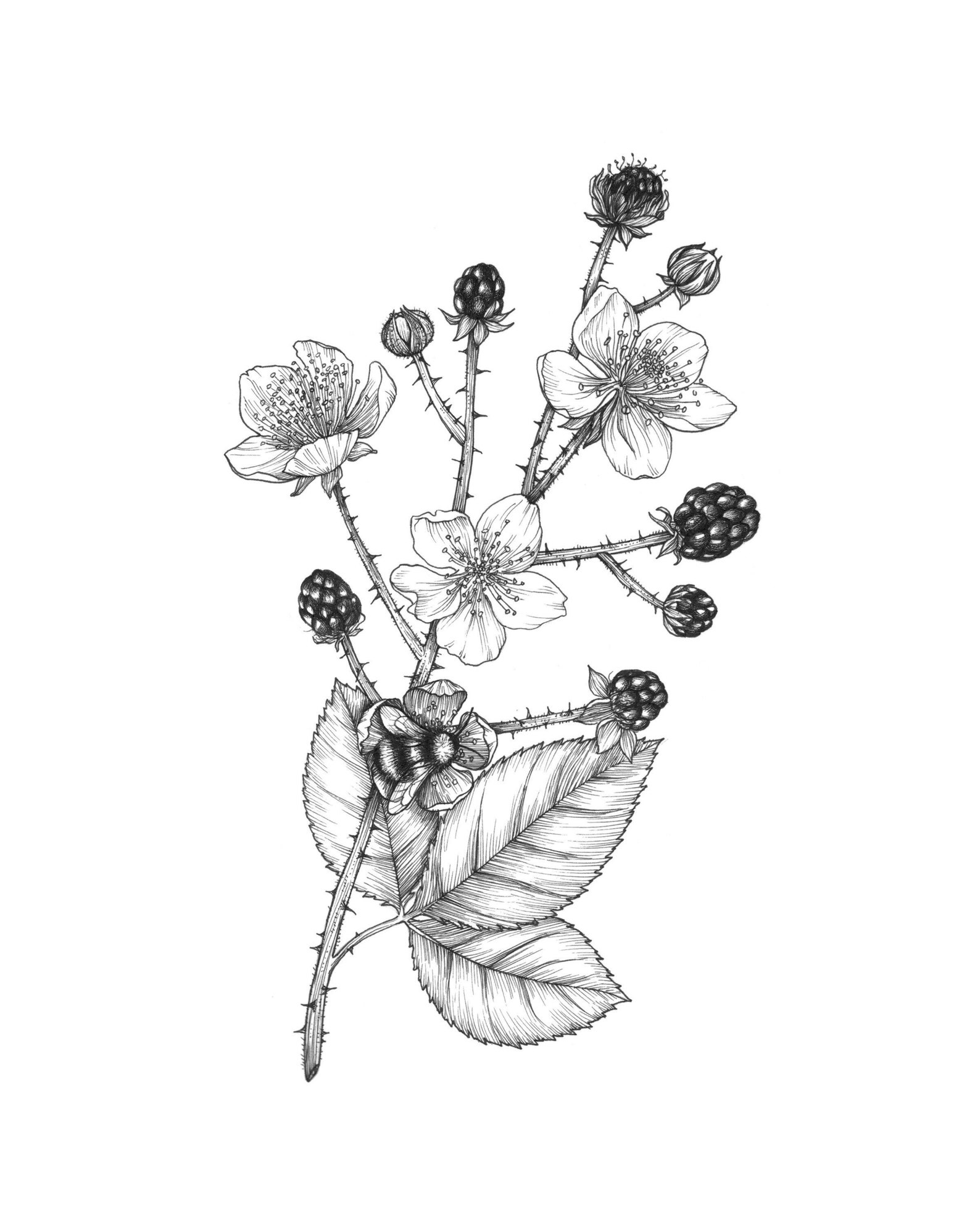 Ink Blackberry, Botanical Illustration of Blackberry Blooms Office and