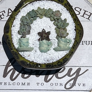 Live Succulent Arrangement in Ceramic  Planter, Succulent Gift