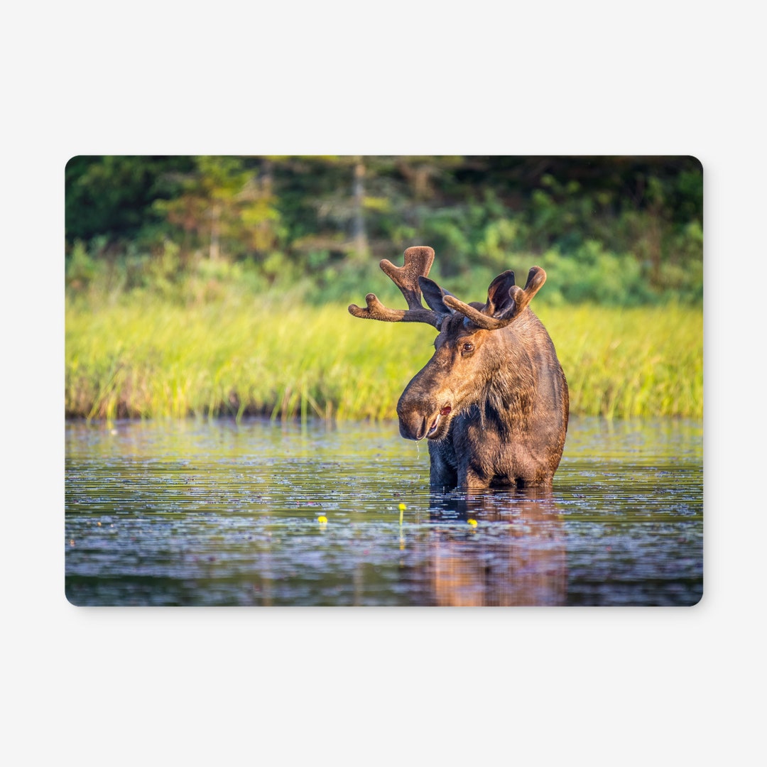 Wooden Cork Placemats Featuring the Stunning Canada Bull Moose in