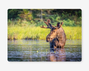 Wooden Cork Placemats featuring the stunning Canada Bull Moose in Algonguin Park Ontario.  Dinner Placemats in sets of 2, 4 or 6.