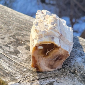 Polished Petrified Wood Section: Brown Beige Stone Decor