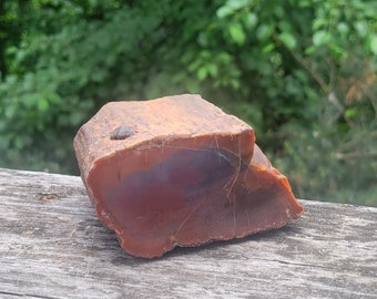 A Polished Section of Arizona Rainbow Petrified Wood