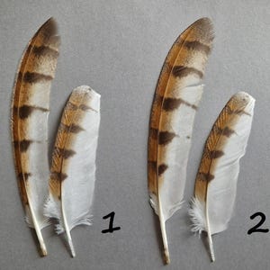 Owl feathers