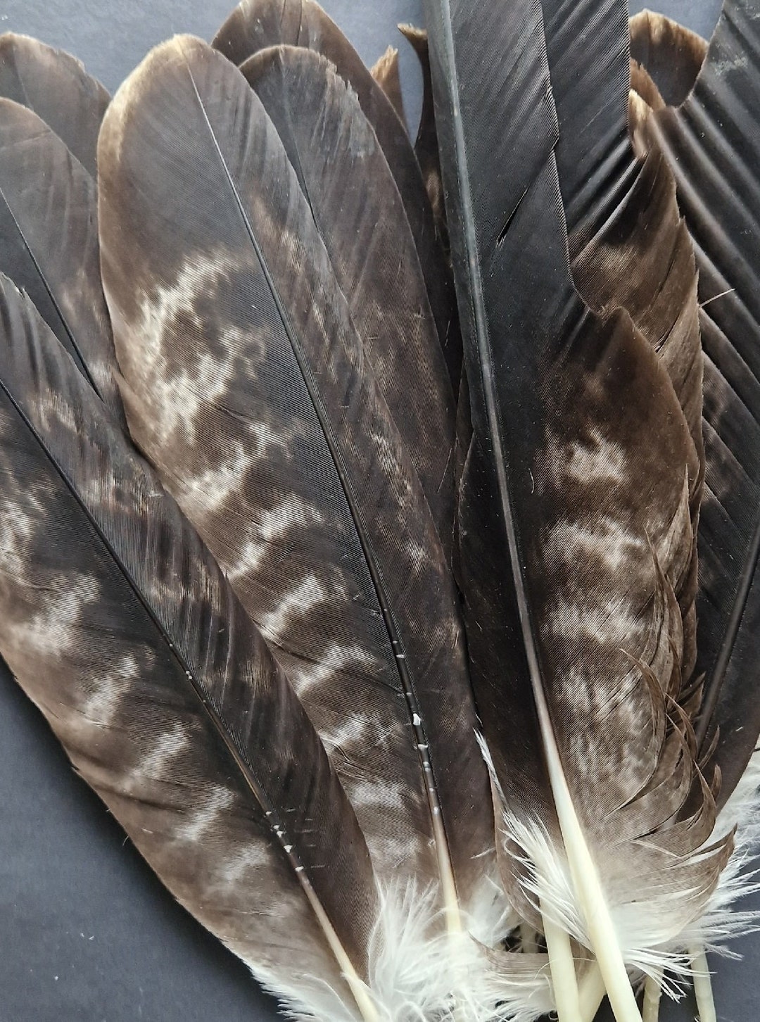 Naturally Molted Striped Feather. Large Eagle Feather. Etsy Norway