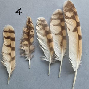 Real short owl feathers