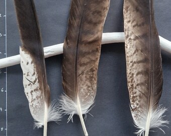 Naturally molted feathers.