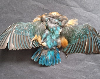 Kingfisher whole skin