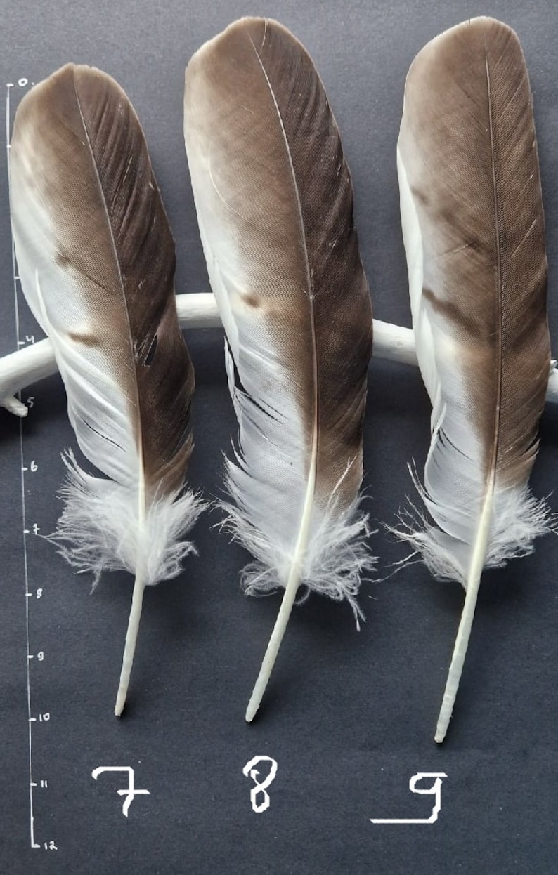 Rare Bird Feathers Naturally Striped Etsy Norway