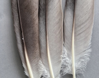 Crane feathers.