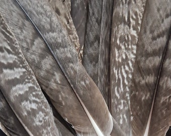 Plume rayée naturellement mue. Grande plume d'aigle.