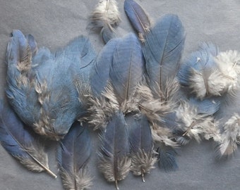 Blue coua (Coua caerulea) body feathers