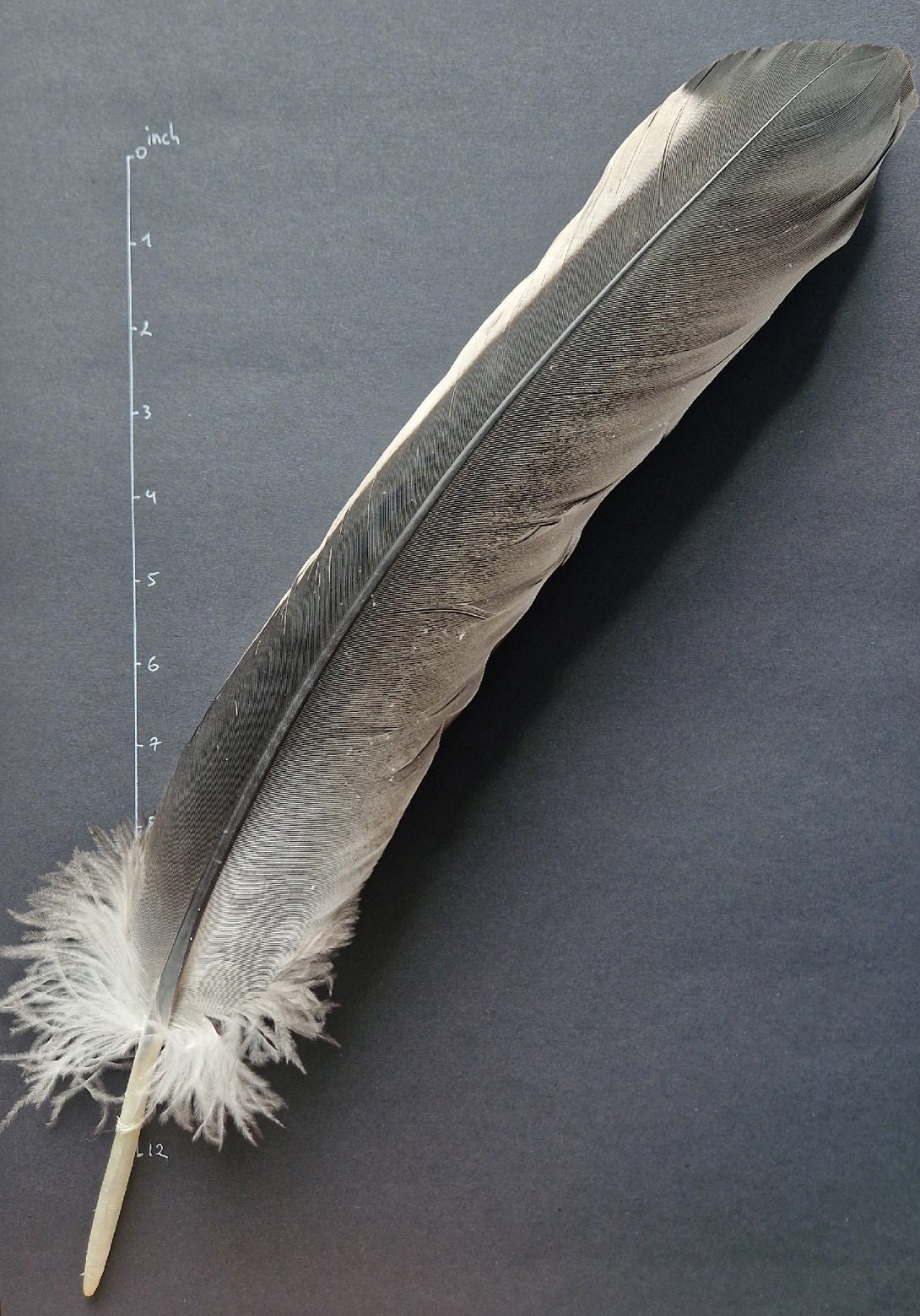Naturally Molted Feather for Rituals Sacred Bird. Etsy Norway