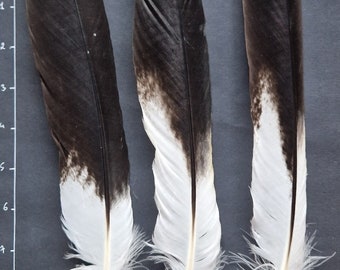 Black and white tail feathers.