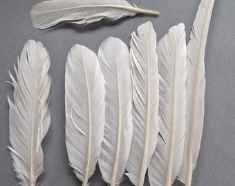 European spoonbill feather sets.