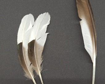 Australian wood duck - Chenonetta jubata -  feathers