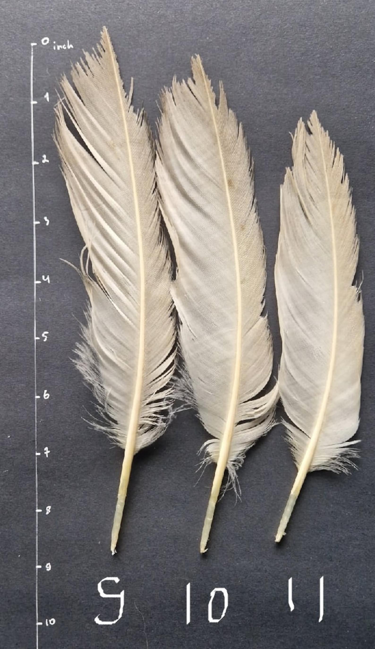 Plumes de lancienne taxidermie du vautour percnoptère Etsy France