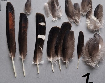 Rare striped feathers sets.
