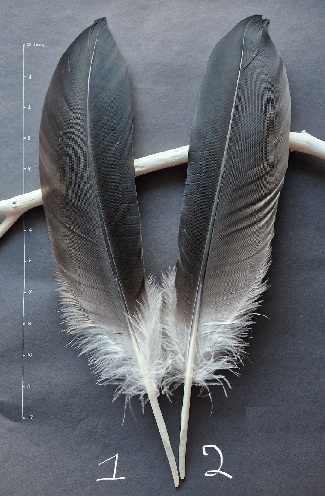 Naturally Molted Crane Feathers Cruelty Free. Etsy