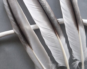 Large white and grey feathers. Naturally molted cruelty free.