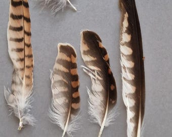 Ensembles de petites plumes rayées Faucon crécerellette