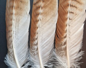 Grandes y raras plumas de halcón híbrido rayadas. Mudado naturalmente.