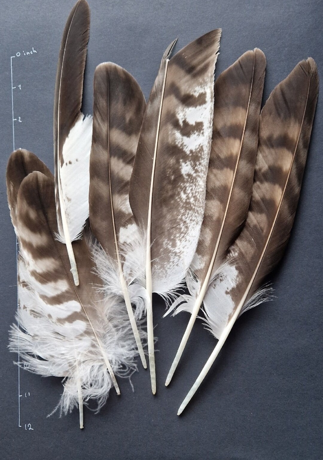 Large Striped Bird Feathers Etsy Norway