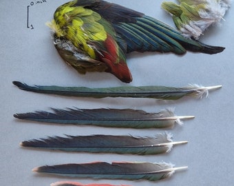 Regent parrot (Polytelis anthopeplus) half set.