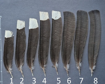 Schwarzkopftrogon (Trogon melanocephalus) Schwanzfedern