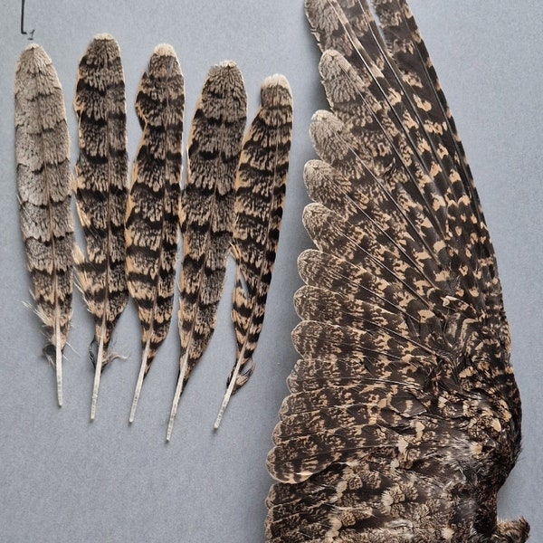 European nightjar (Caprimulgus europaeus) wing and tail.