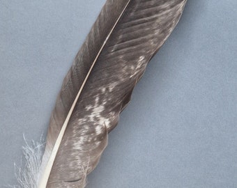 Large rare bird feather.