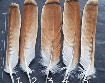 Large striped hawk feathers. Naturally molted.