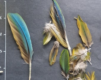 Red-bellied Macaw Orthopsittaca manilatus wing feather