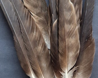 Rare striped feather. Medium eagle feather.