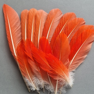 Peut inclure: Un ensemble de plumes orange vif avec des rachis blancs et des bases blanches duveteuses, disposées sur un fond gris. Les plumes présentent différentes nuances, créant un effet de dégradé.