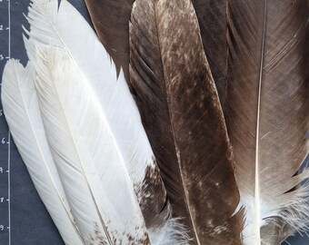 Grandes plumes d'oiseaux rares.