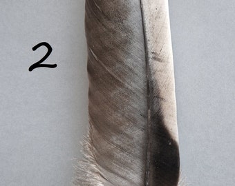 Large naturally molted condor feather. Slightly damaged.