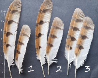 Owl feathers UPDATED