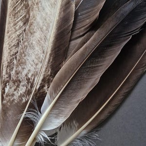 Può includere: Primo piano di diverse piume marroni e bianche su uno sfondo grigio scuro. Le piume presentano motivi e trame varie, alcune con disegni maculati e altre a tinta unita. Gli steli sono di colore beige chiaro.