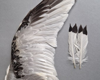 Black-legged kittiwake (Rissa tridactyla) wing.