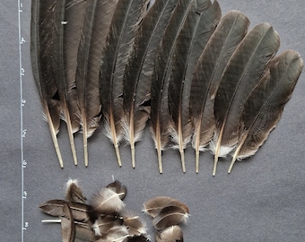 Plumas del ala de oropéndola con cresta (Psarocolius decumanus)