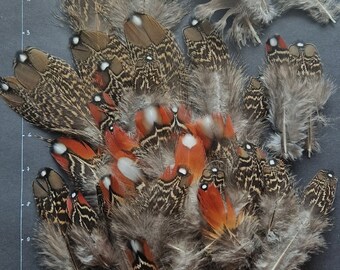 Naturally molted Tragopan feathers.