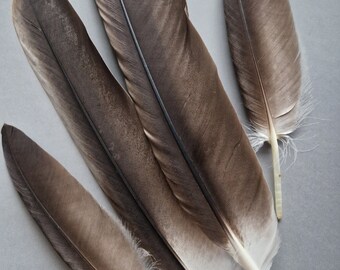 Plumas grandes mudadas naturalmente.