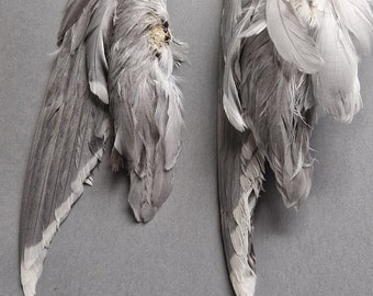 Little gull feathers. Medium conditions.