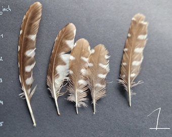 Small owl feather sets.