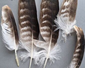 Naturally molted striped feathers.