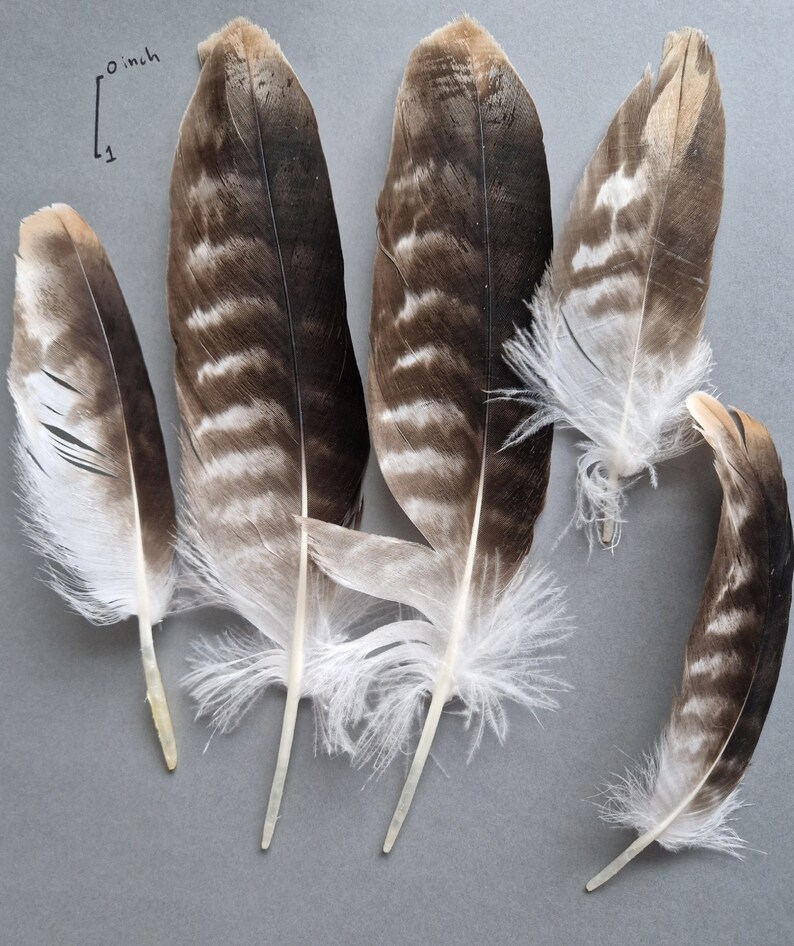 Naturally molted striped feathers. zdjęcie 1